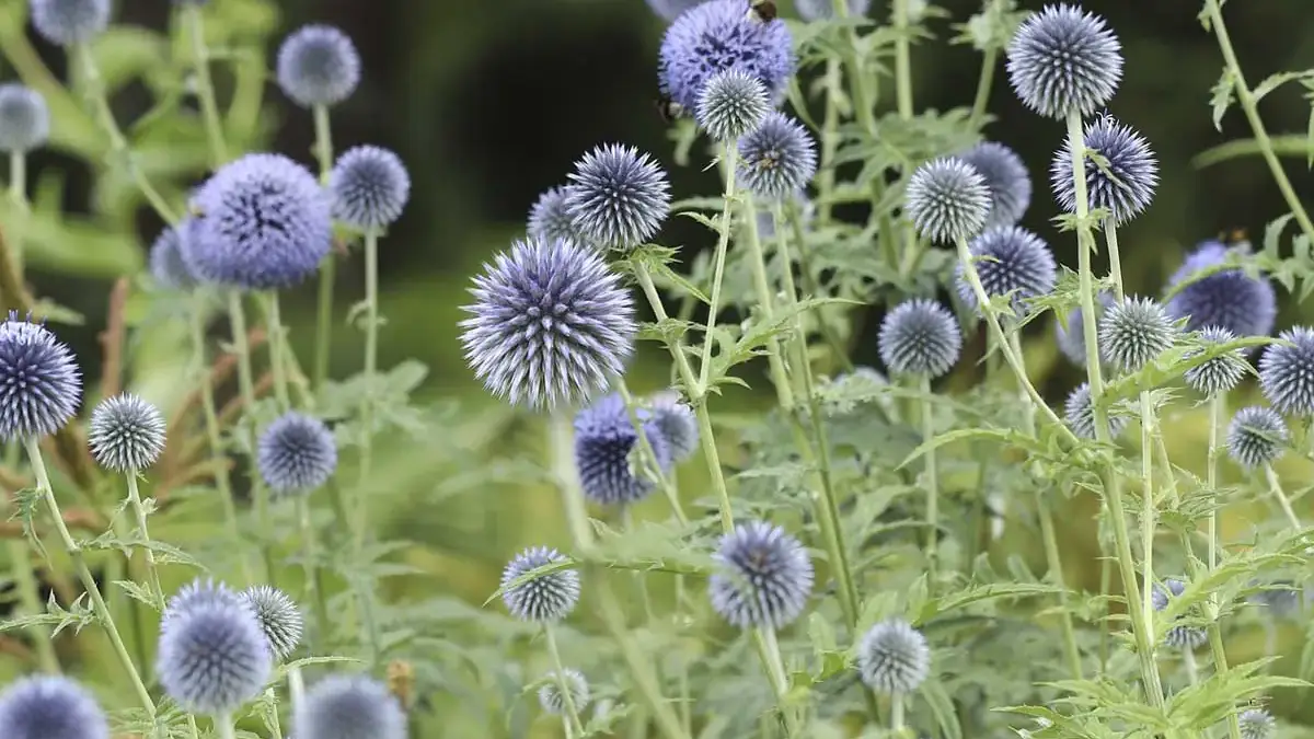 A variety of perennials from African daisies to yarrow