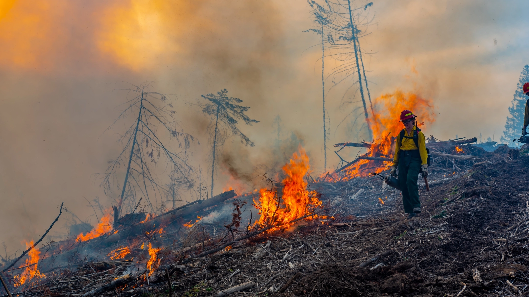 A person walks through a prescribed burn in the University of Idaho Experimental Forest. 