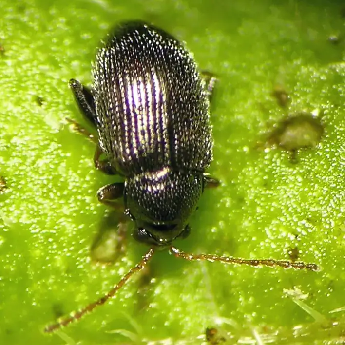 Tuber flea beetle adult.