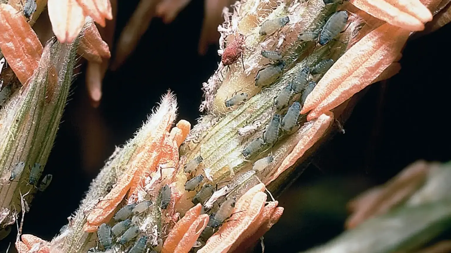 Integrated pest management photos and files