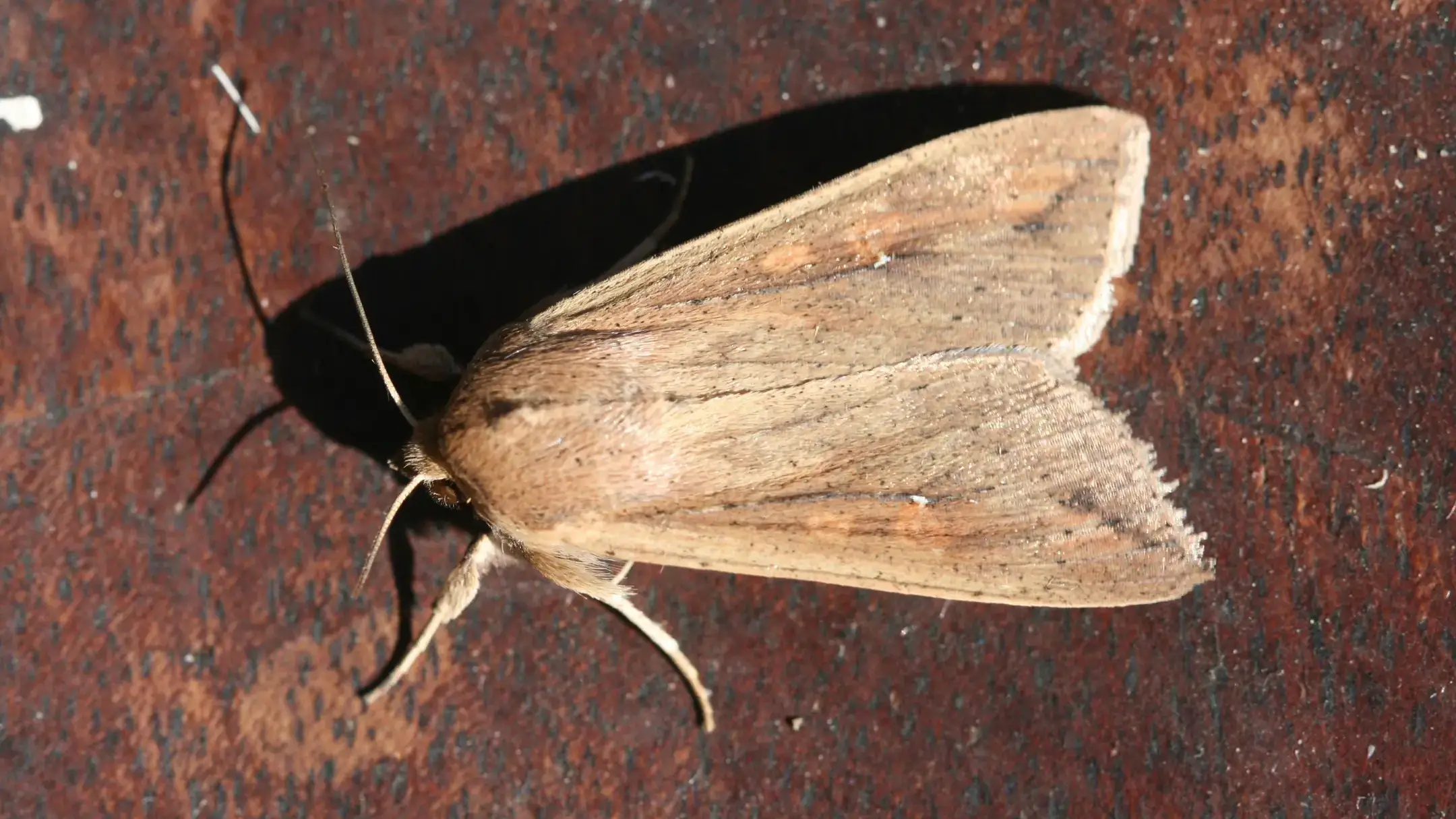 Armyworm adult that looks like a moth.