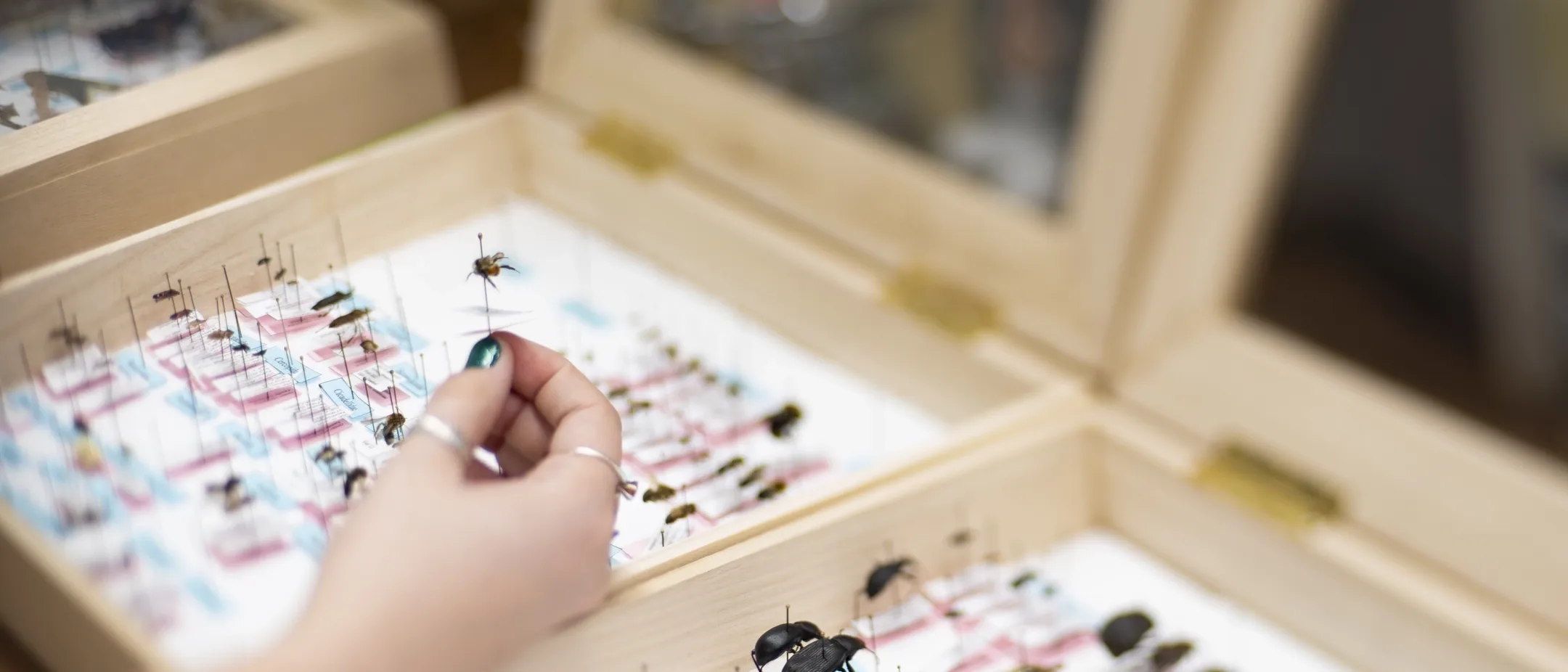 Abigail Crawford, a Crop Science major in the College of Agricultural & Life Sciences, presenting her research on biocontrols for invasive weeds.