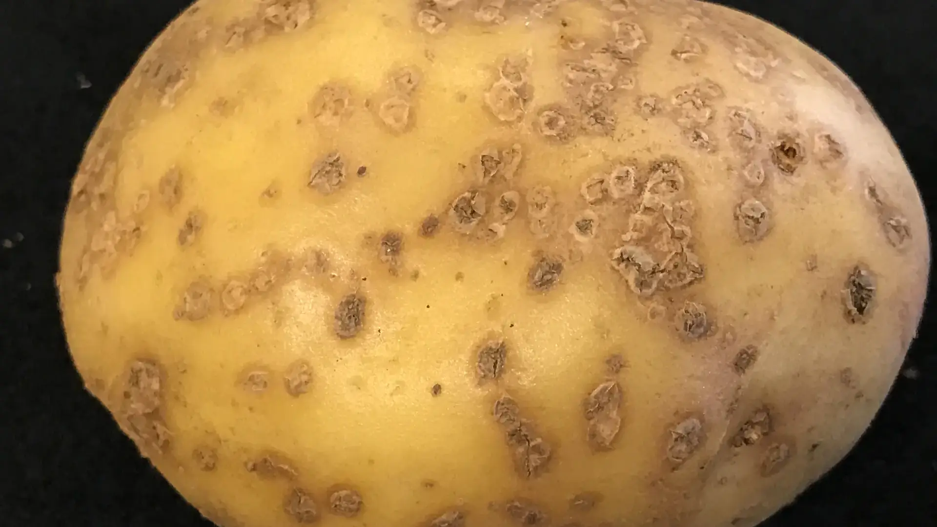 A potato tuber with raised blemishes.