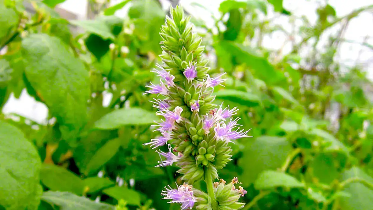 Landscapes and Gardens photos