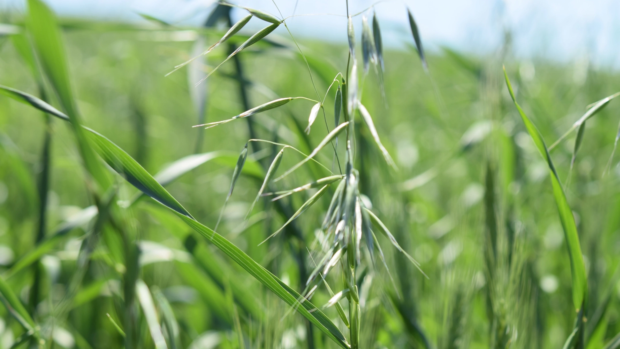 Herbicide resistant weeds in Idaho 