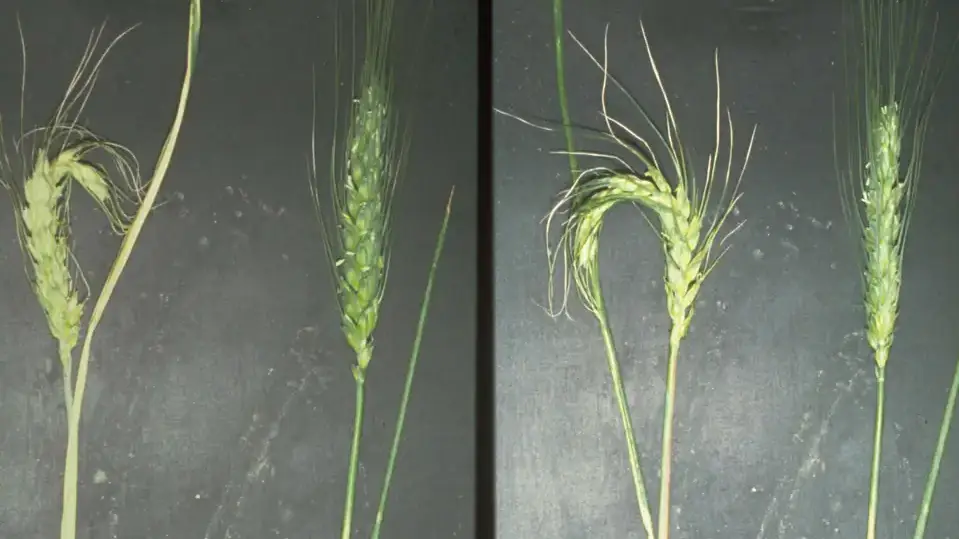 Damage on wheat caused by Russian wheat aphid