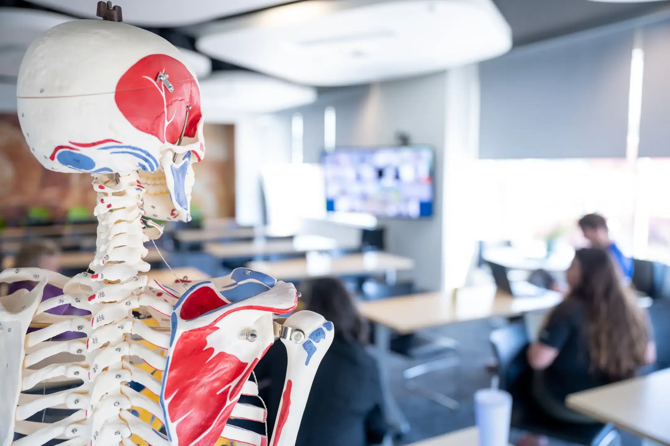 Anatomical skeleton model in a University of Idaho classroom with students blurred in the background.