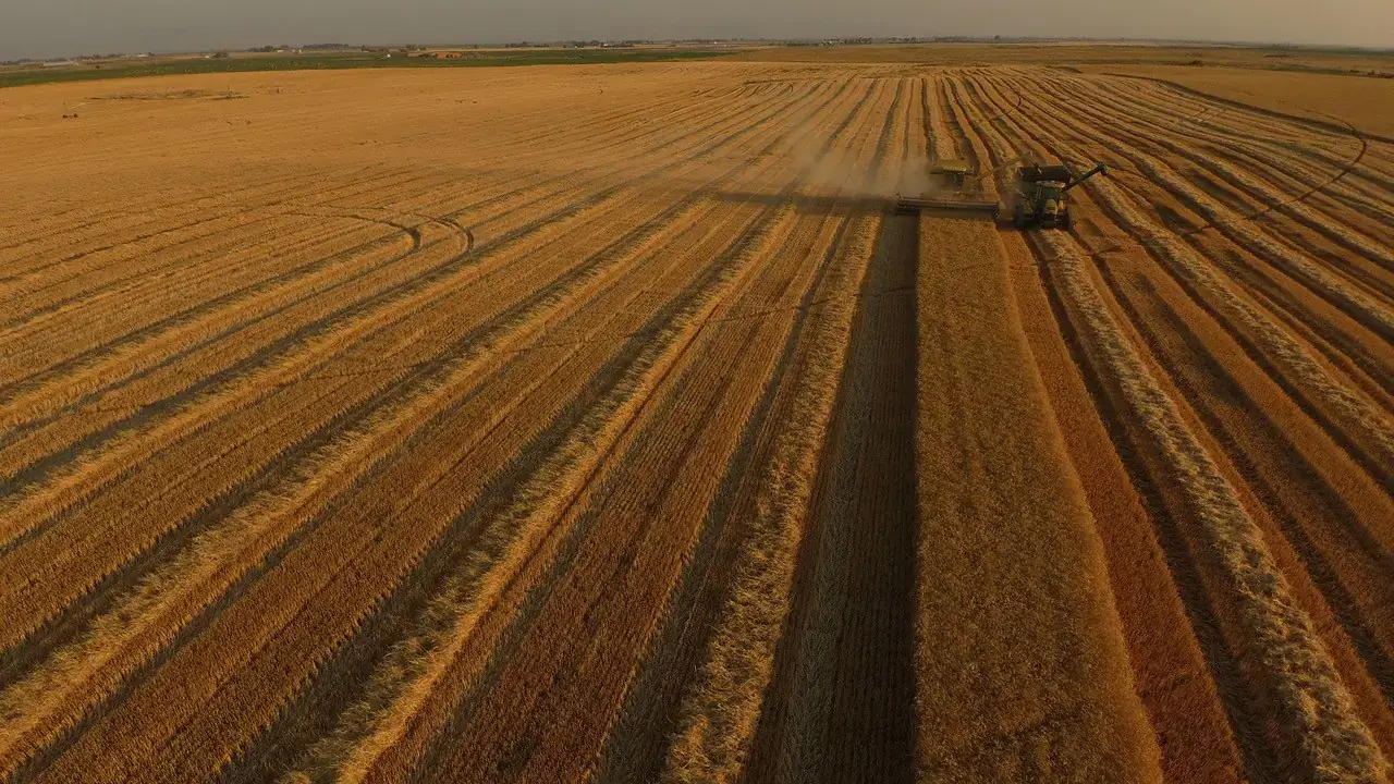 An aerial photo of a harvester rolling through a wheat field.