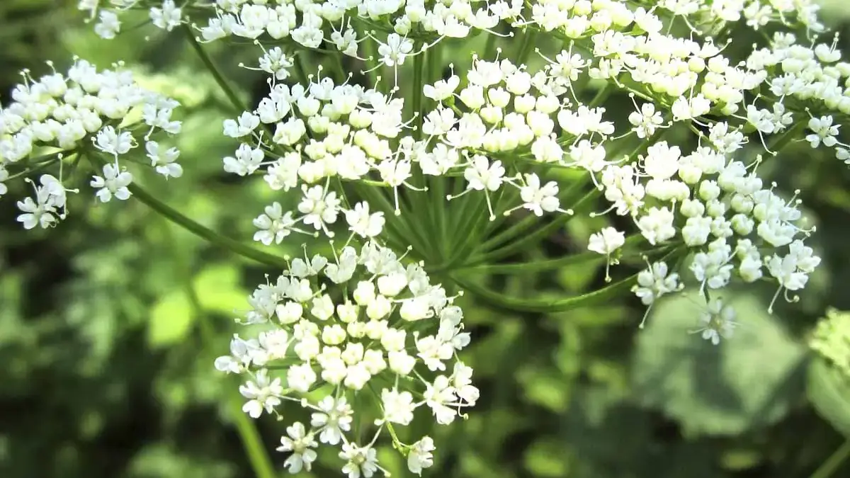 A variety of perennials from African daisies to yarrow