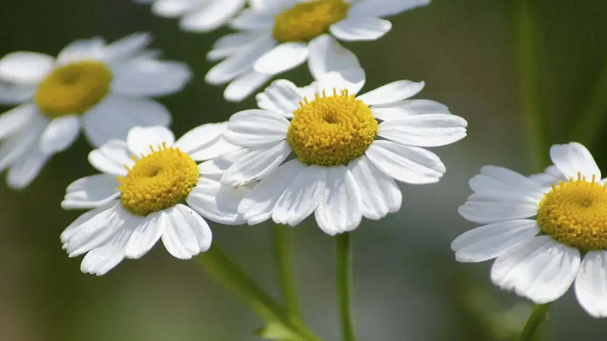 Landscapes and Gardens photos