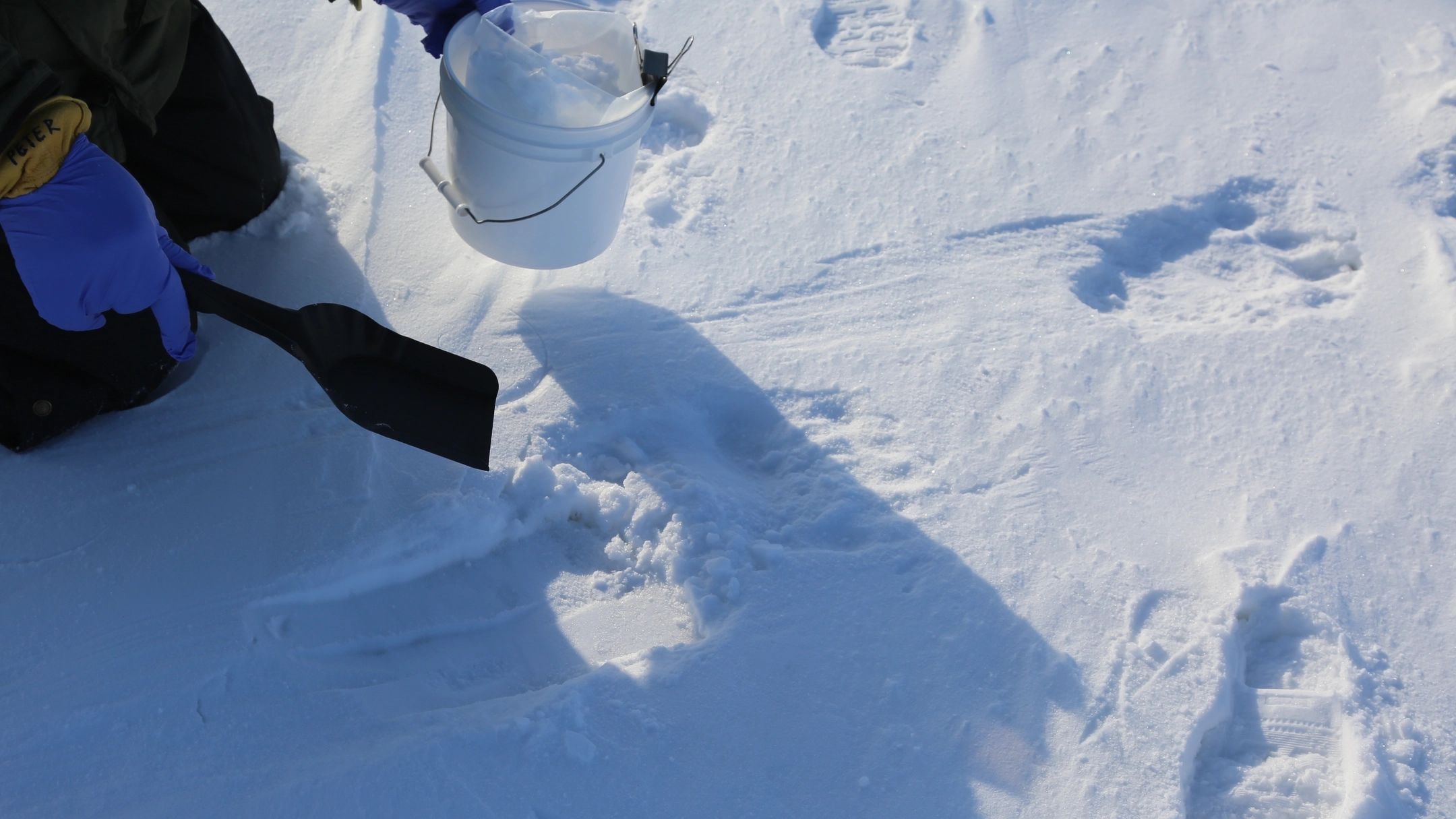 A researcher holding a trowel and kneeling over pawprints in the snow