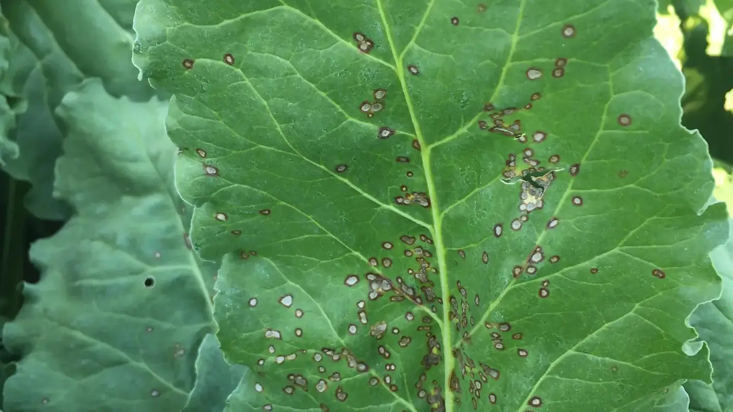 Integrated pest management photos and files