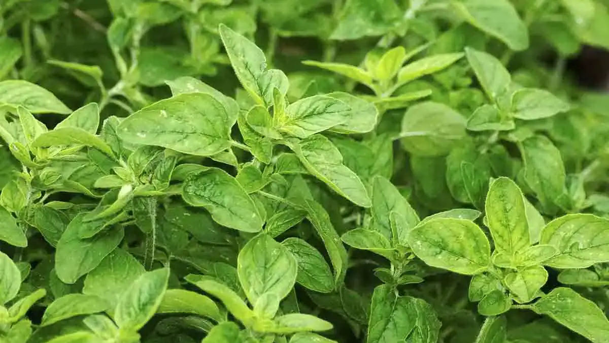 Landscapes and Gardens photos