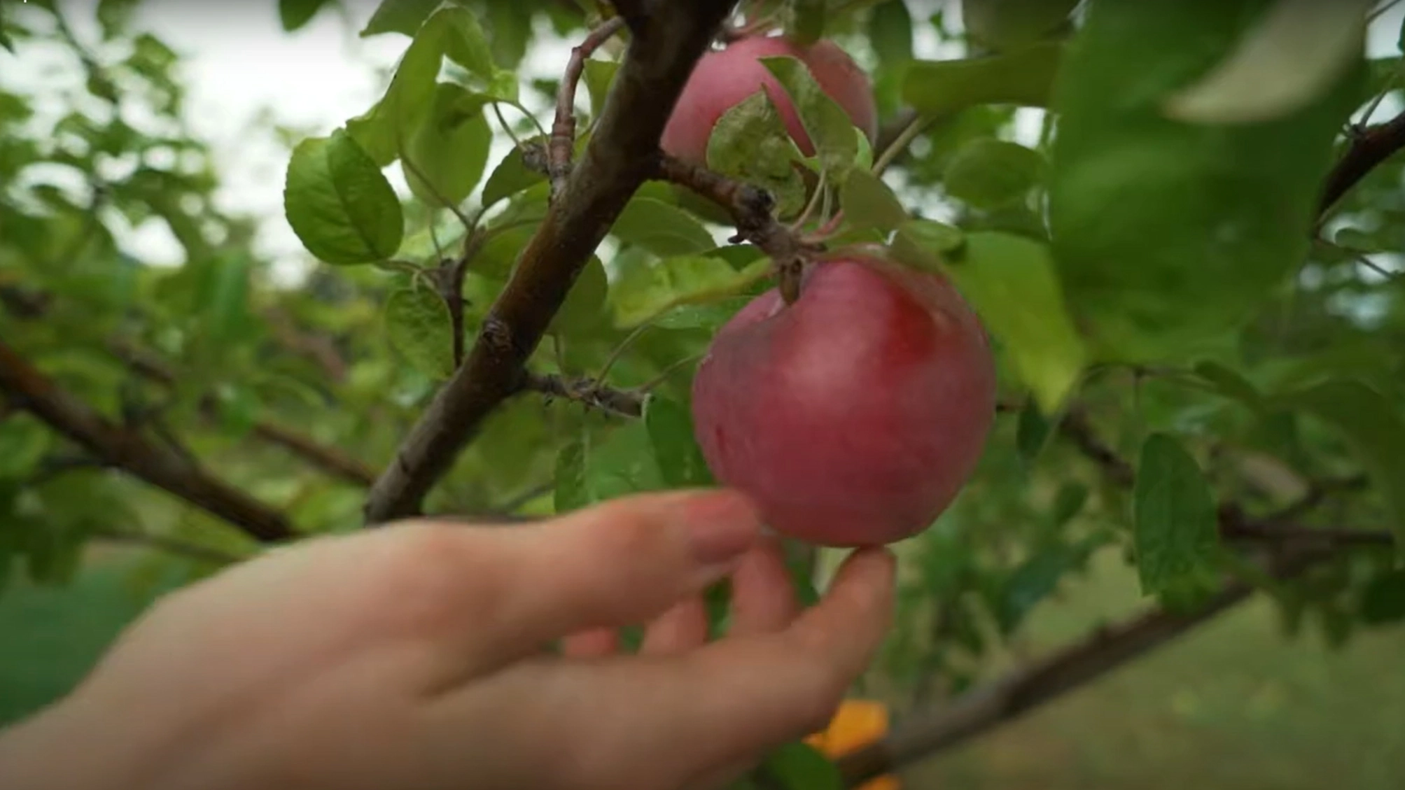Video cover for promotional video for shaping food systems and landscapes