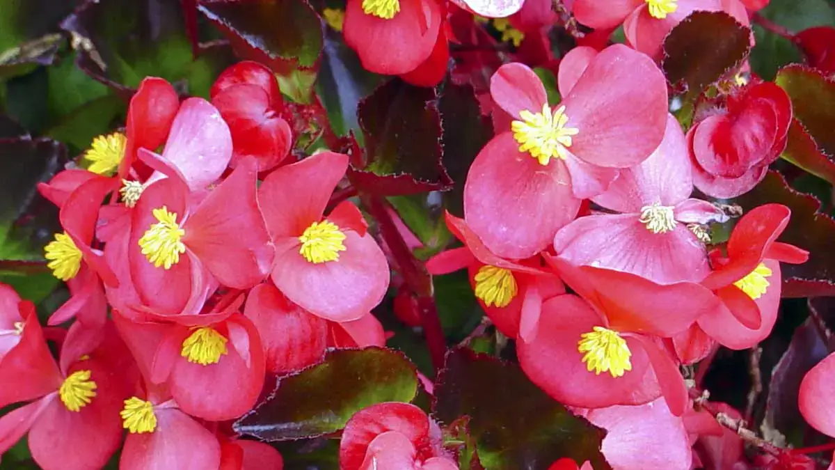 Herbaceous plants that are typically annuals