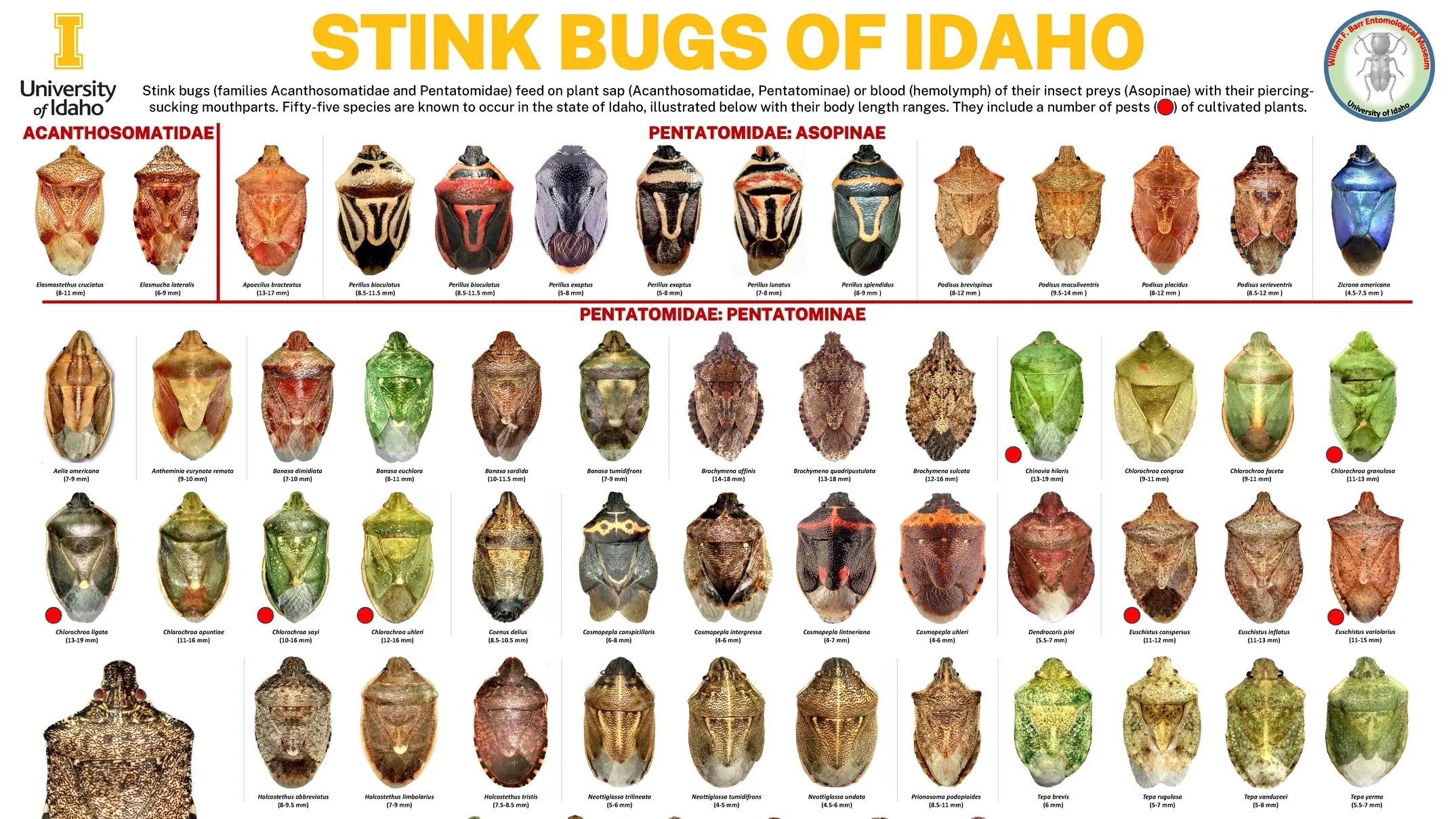 Posters of insects from the entomology museum