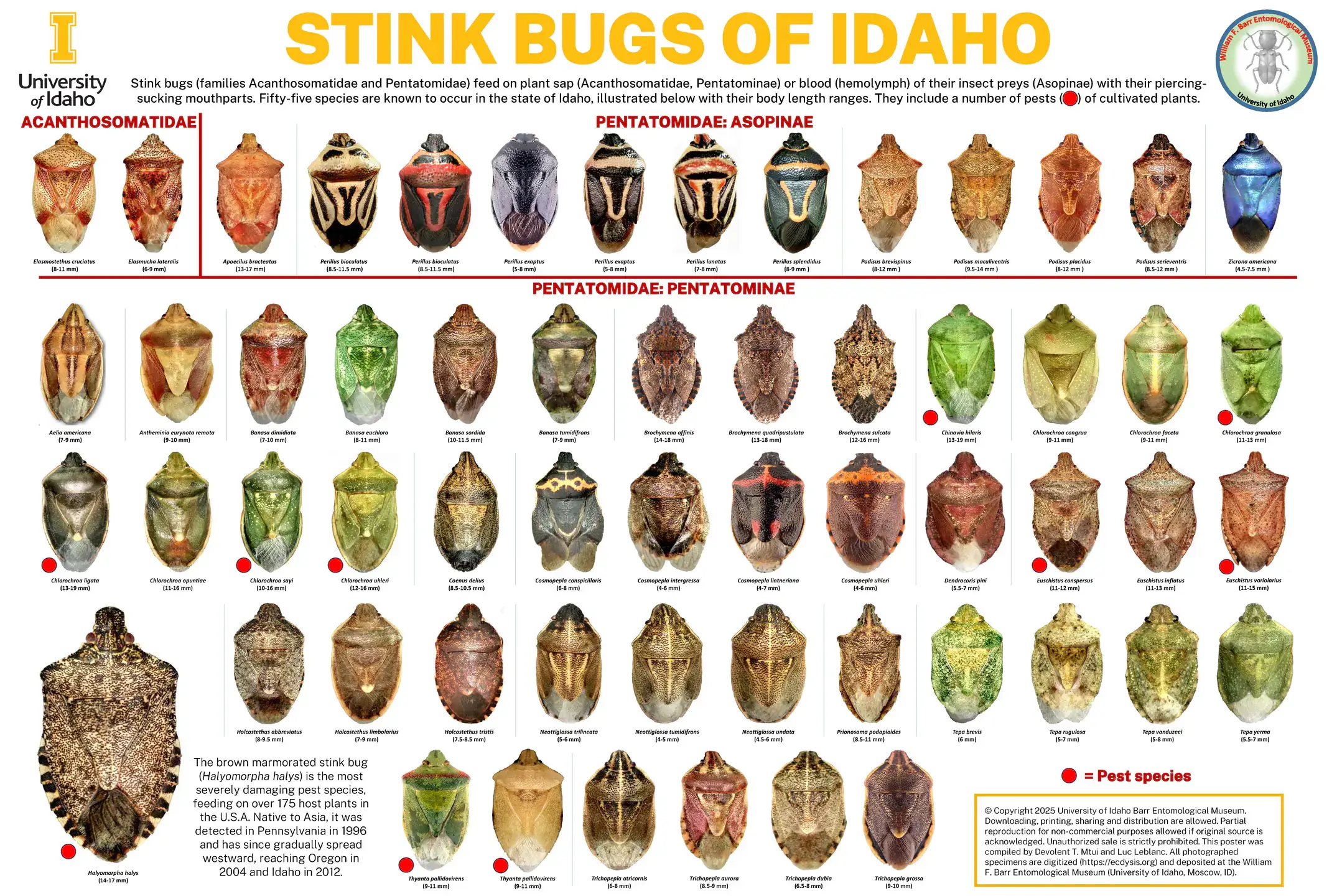 stink-bugs-of-idaho-poster.jpg