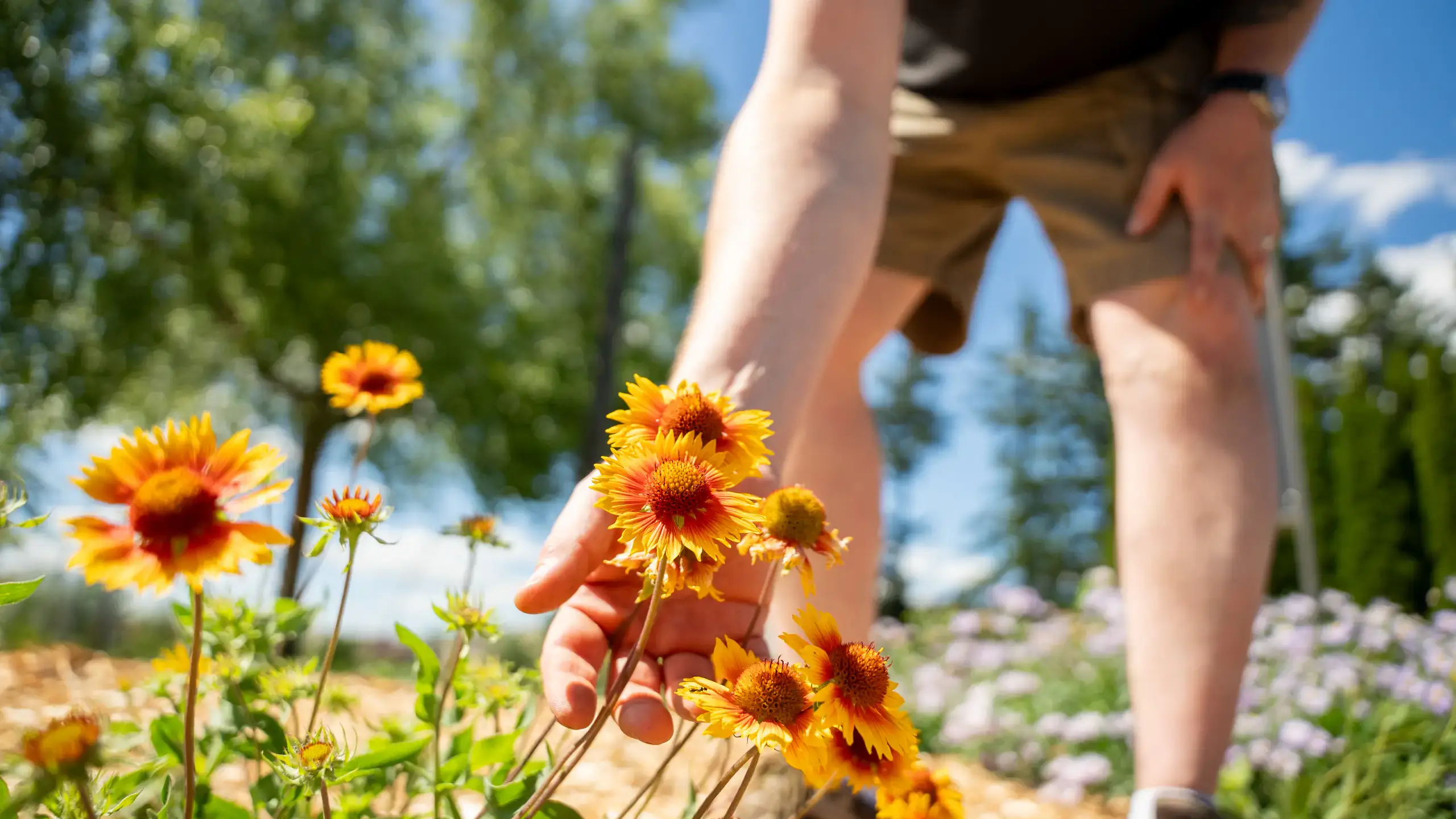 Palouse native habitat plants near the I-Tower