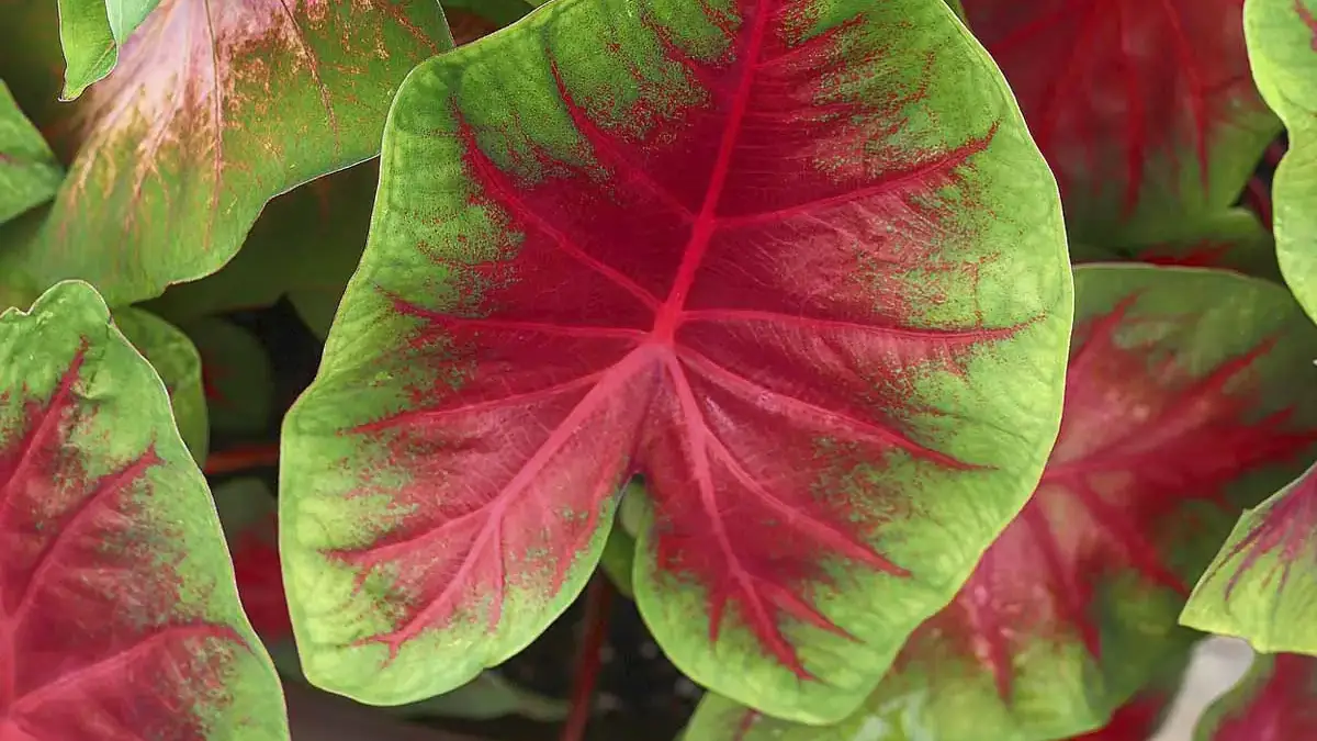 Herbaceous plants that are typically annuals