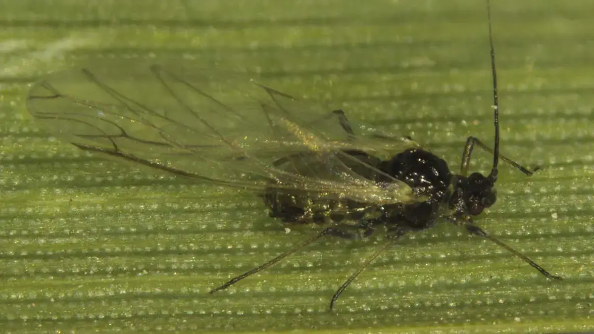 Winged adult non-potato-colonizing species the bird cherry oat aphid.