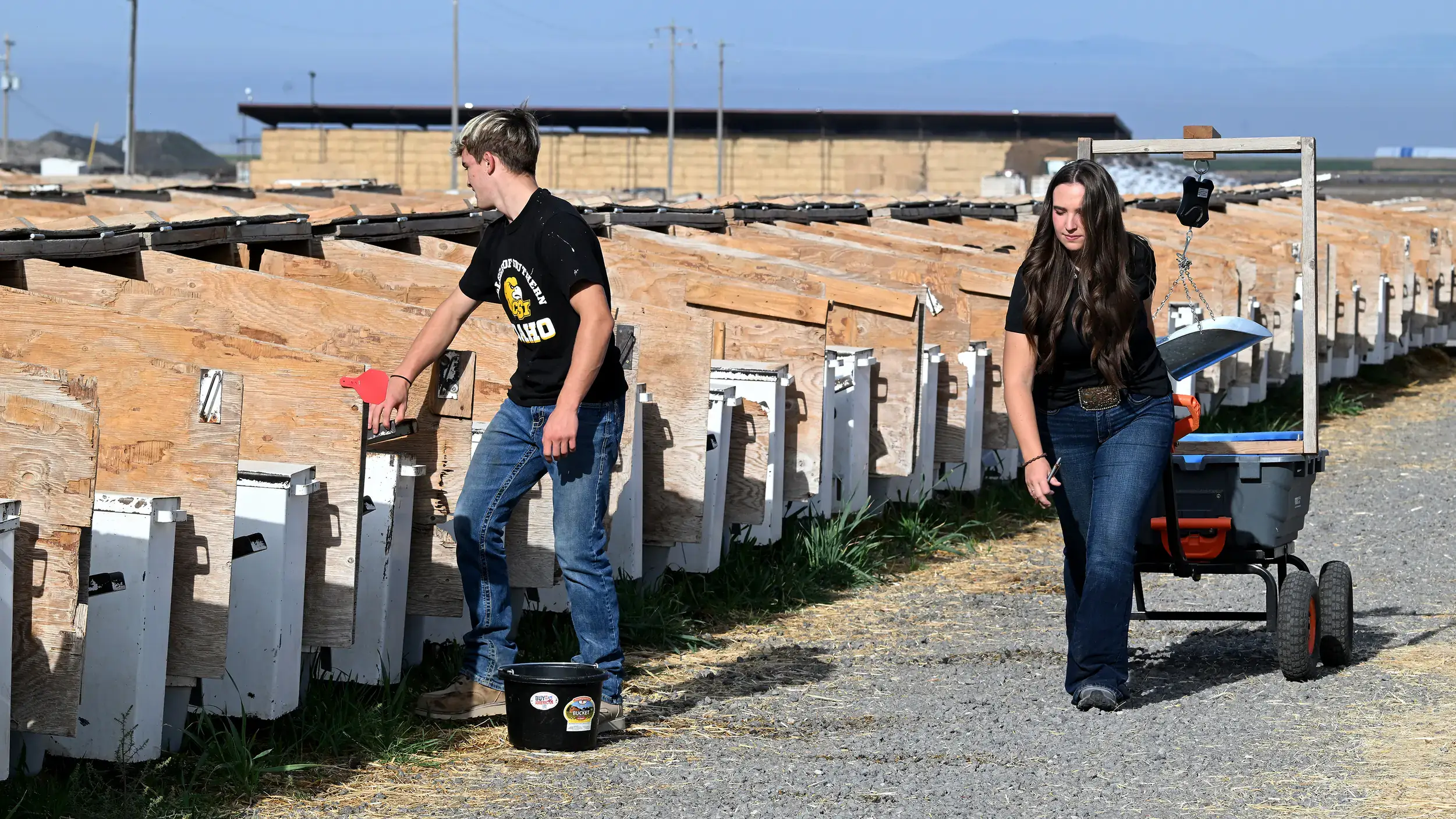 Two people tending to calf pens in a rural farm setting, with multiple wooden structures in rows.