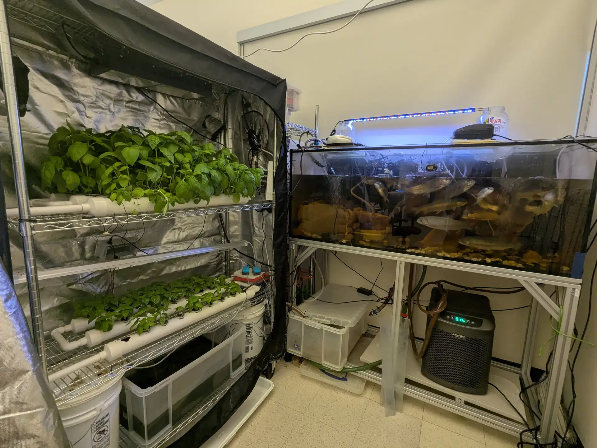A setup for indoor sustainable farming, showing hydroponic plants on shelves and a large aquarium with fish.