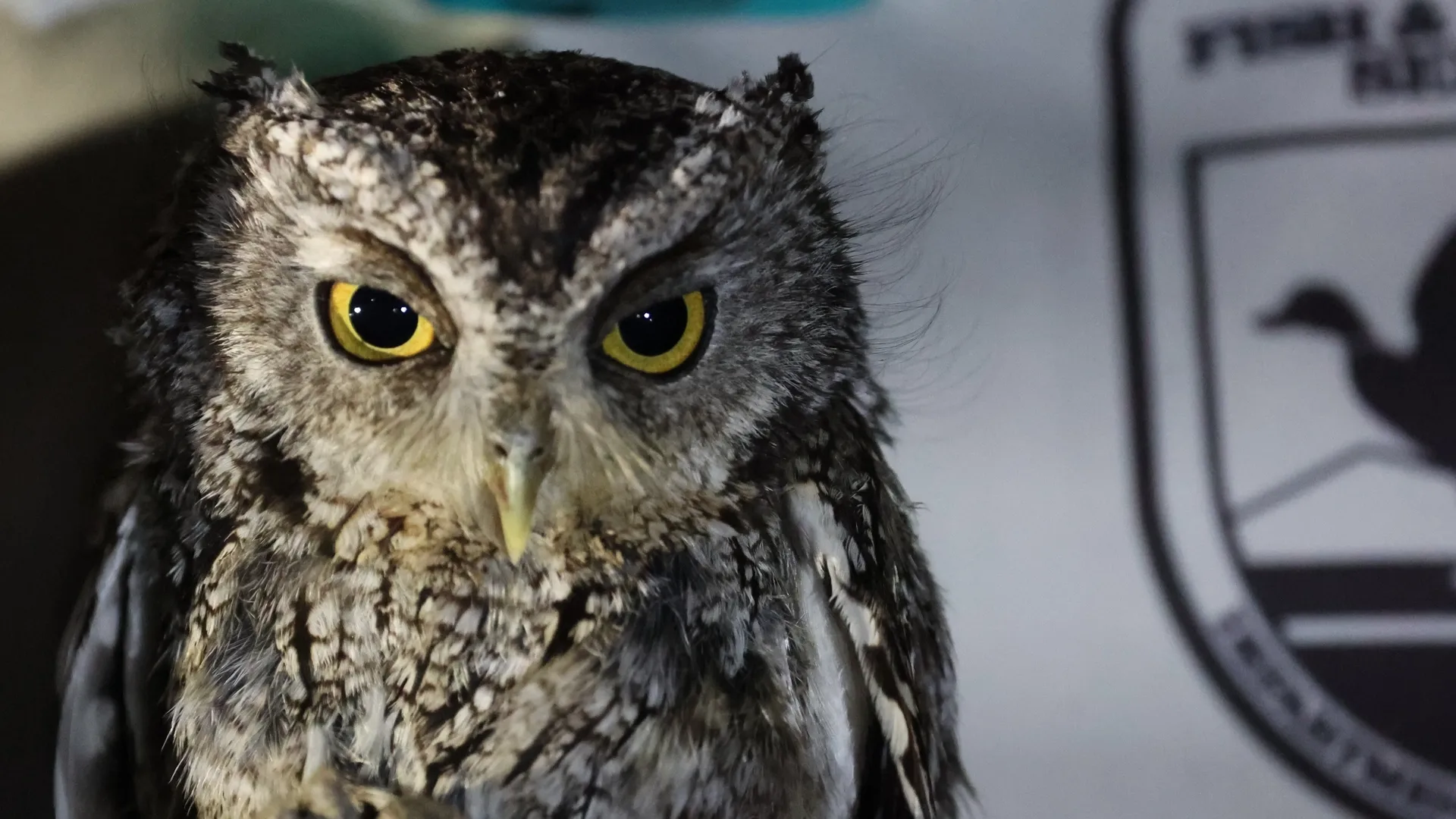 Owl