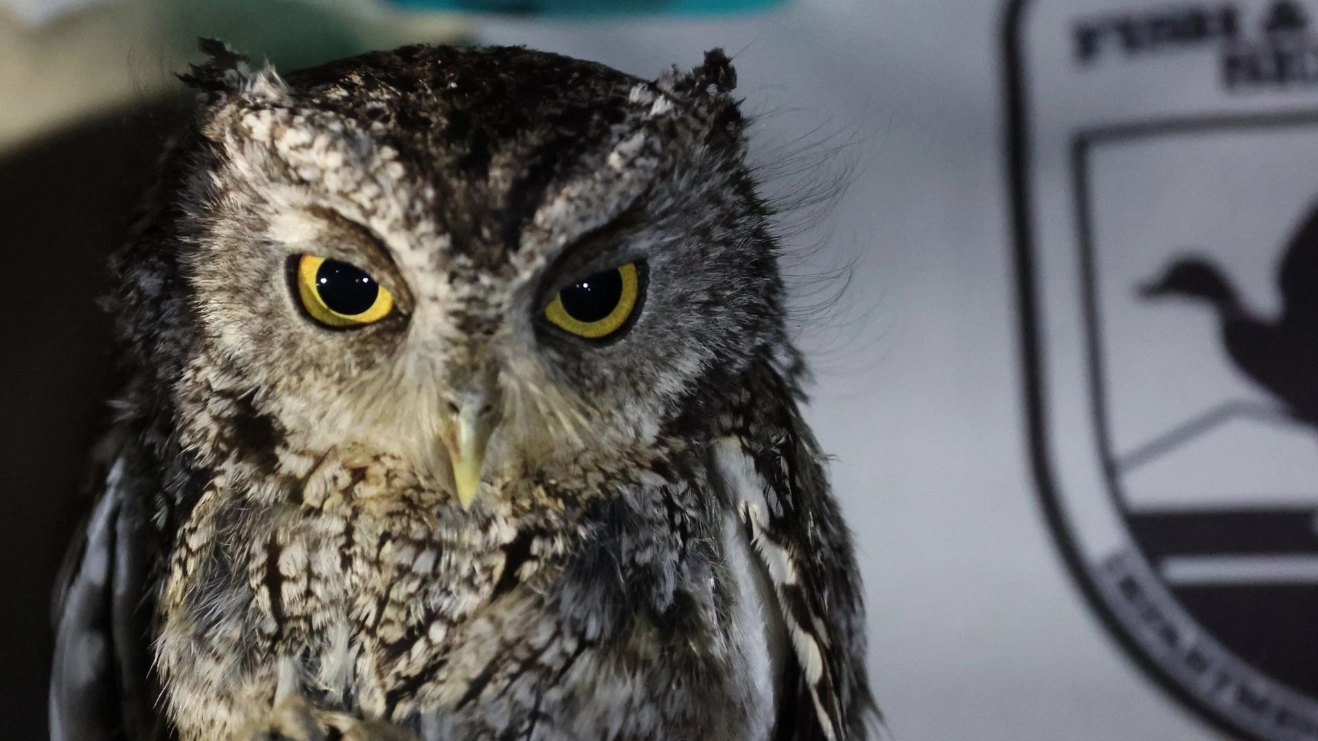 Owl