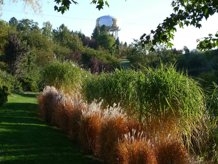 Tall grasses with the Vandal tower in the distance