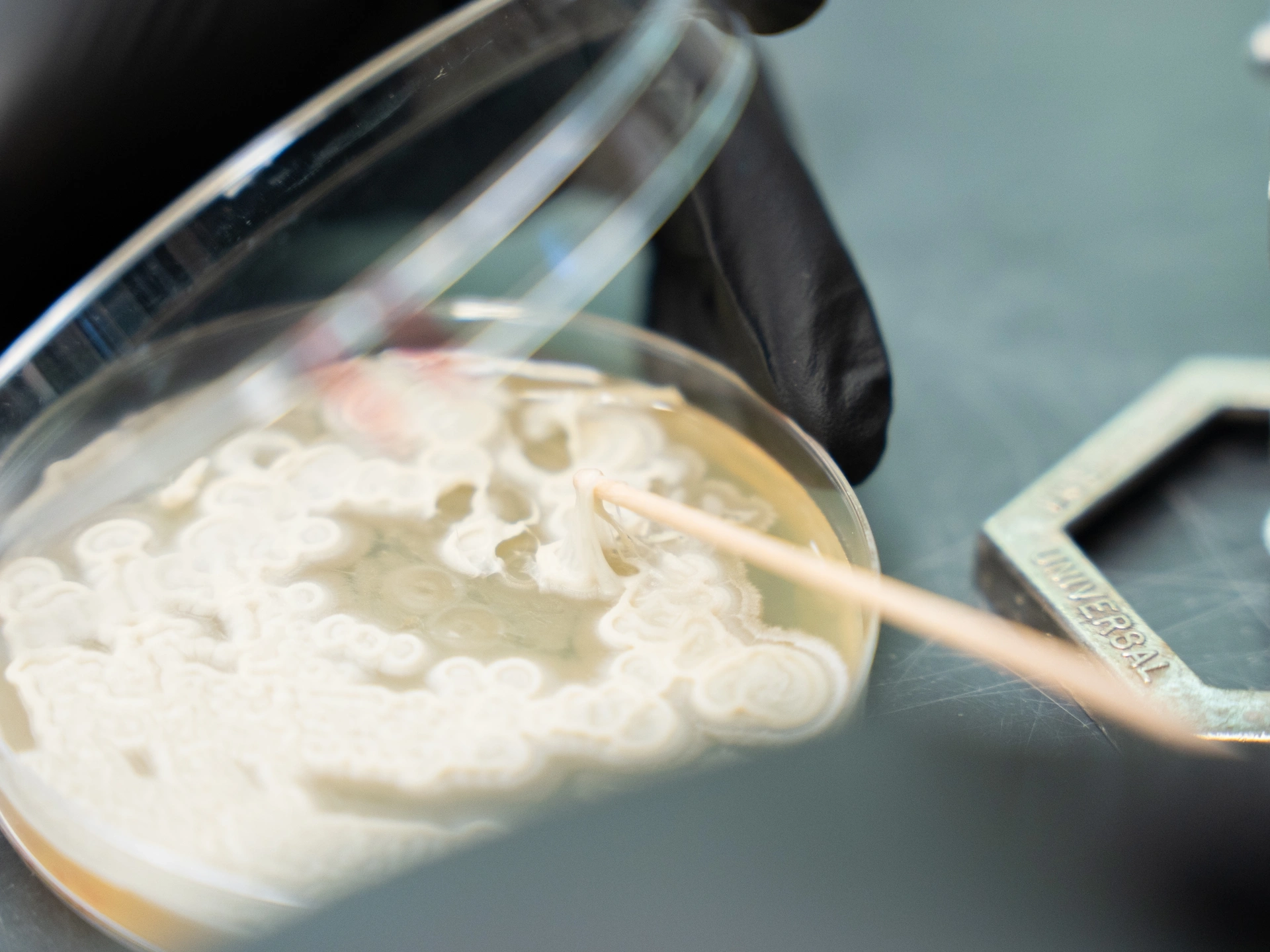 A white fungus grows in a Petri dish