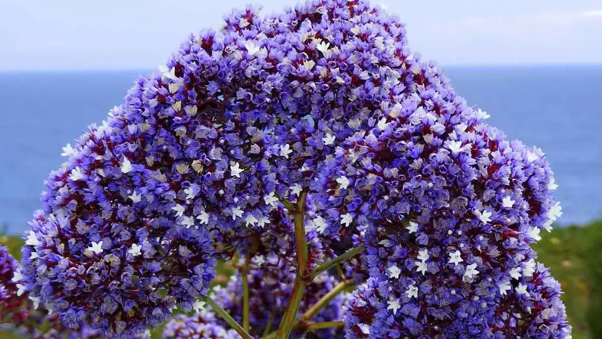 Herbaceous plants that are typically annuals