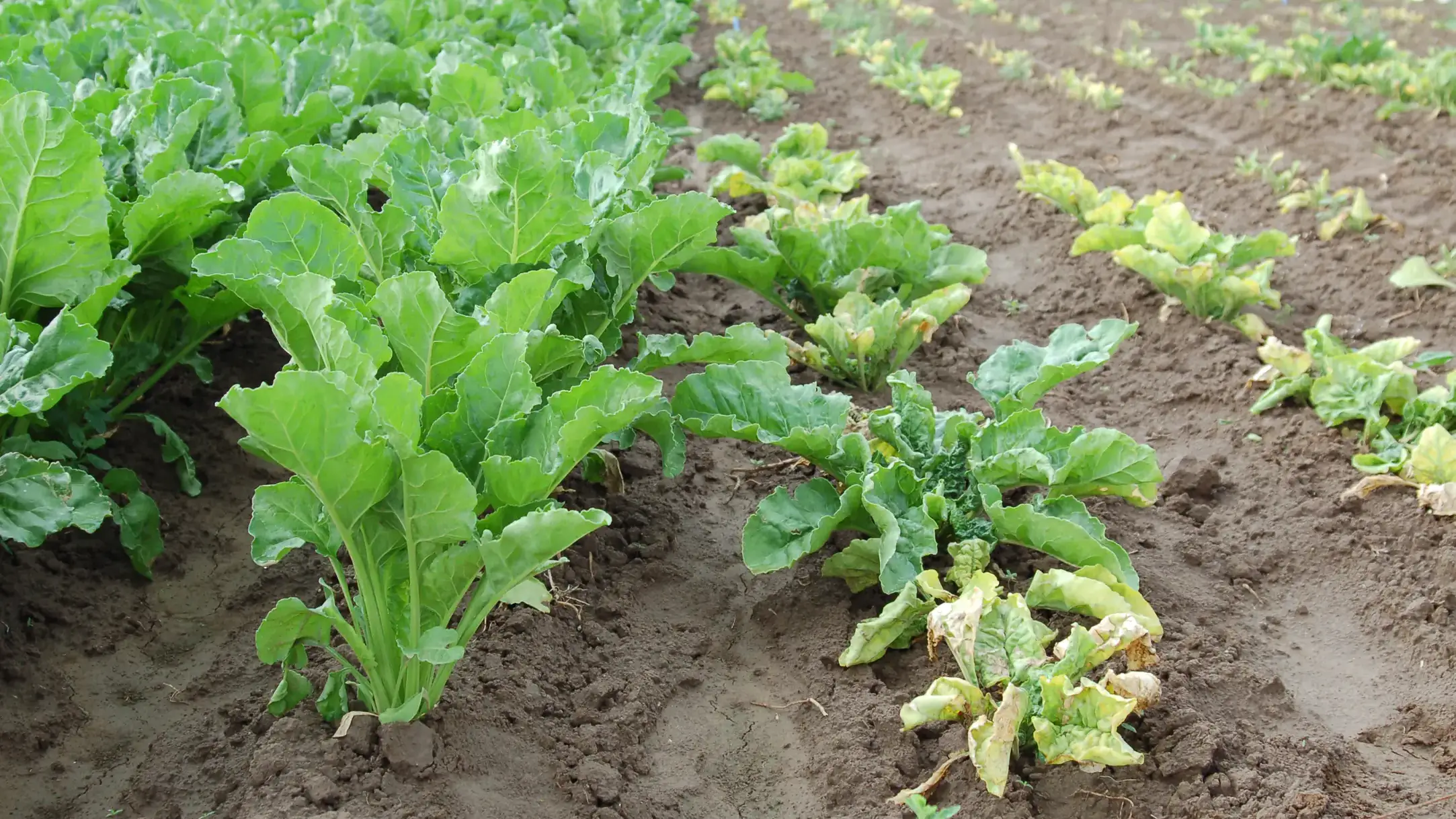 Healthy sugar beet plants (left) versus infected sugar beet plants (right).