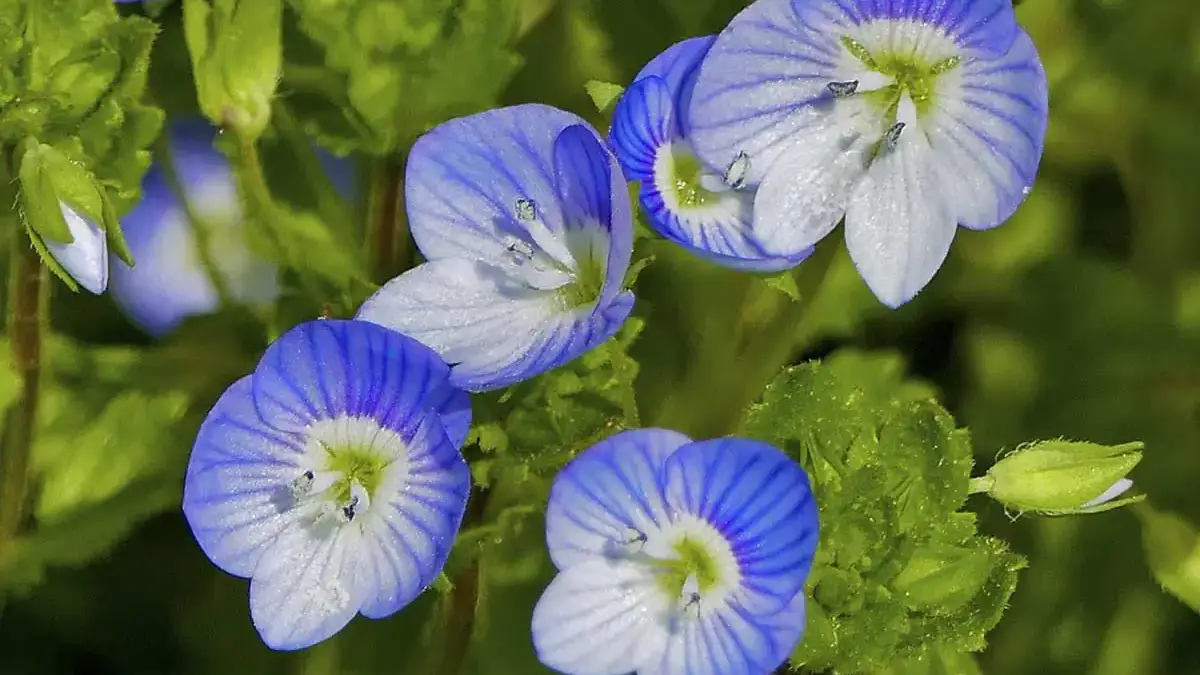 A variety of perennials from African daisies to yarrow
