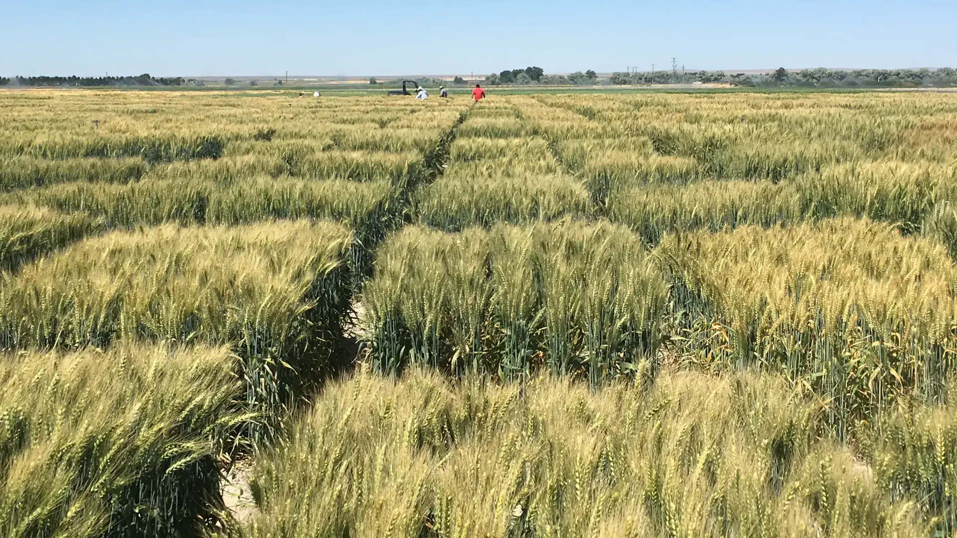 Variety of photos from the Aberdeen Research and Extension Center