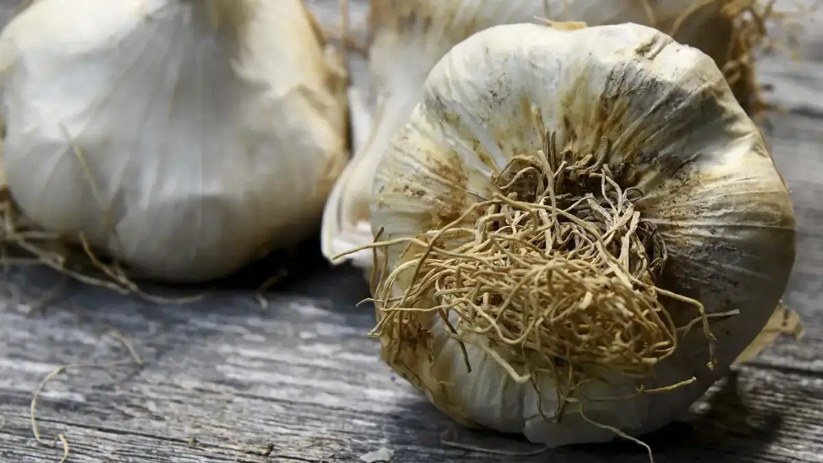 garlic-1200x1200.jpg