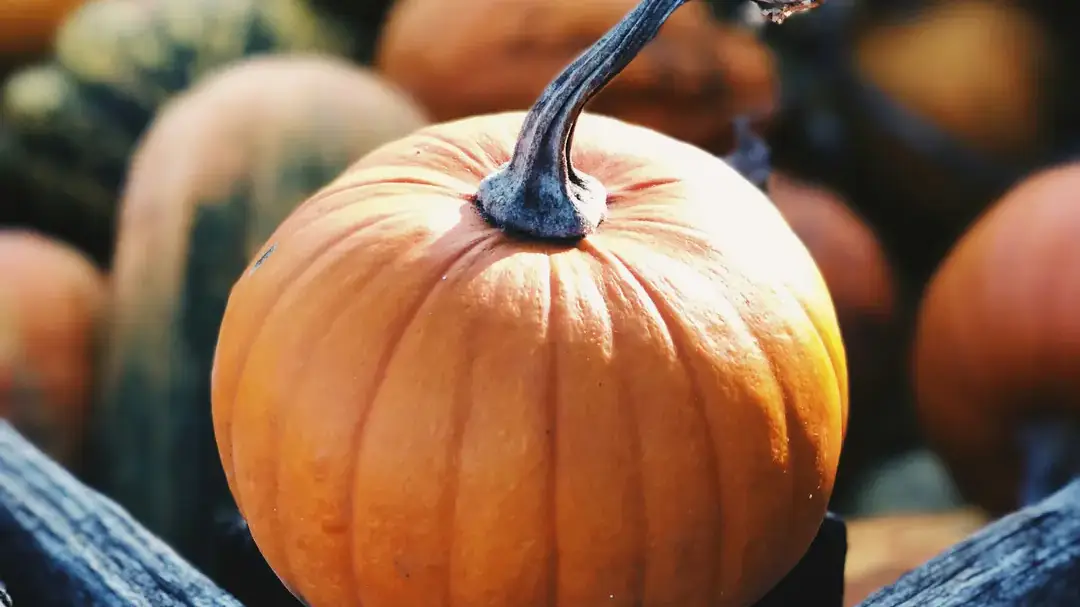 Landscapes and Gardens photos