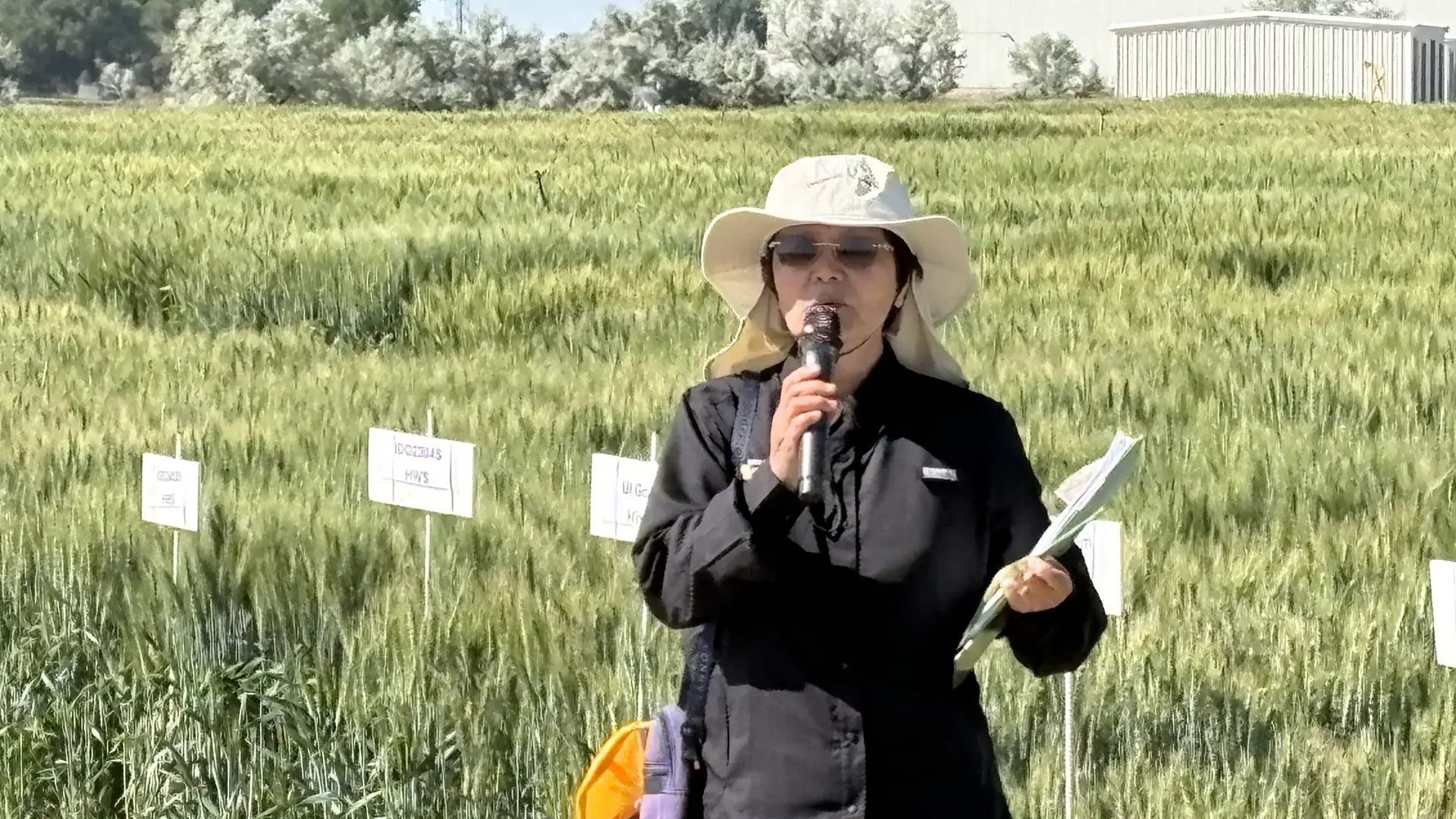  woman stands in a field of grain.