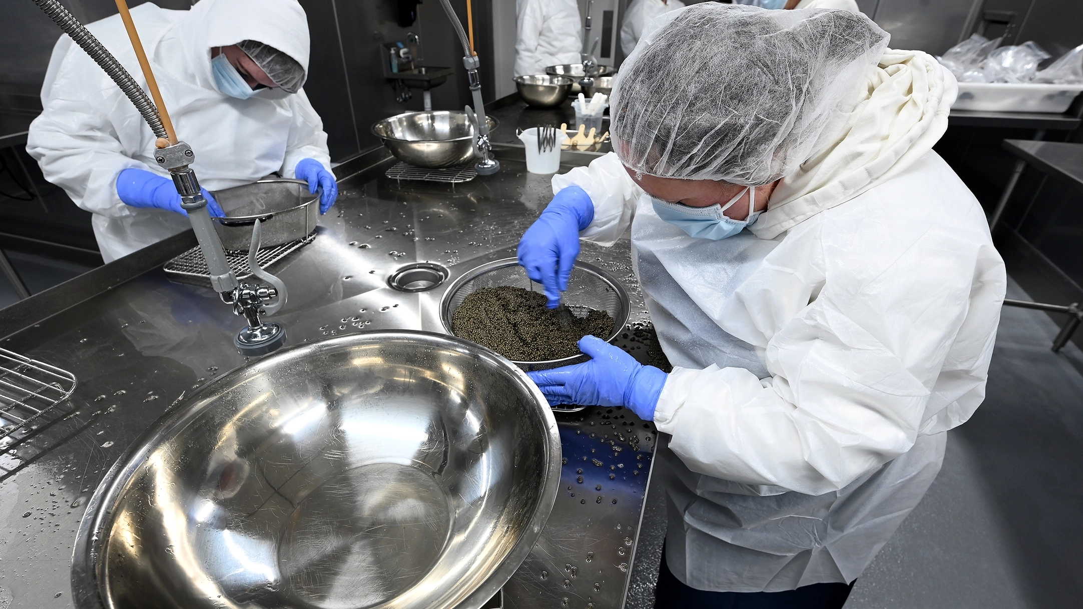 Workers wearing blue gloves, white coats and hairnets clean caviar using strainers.