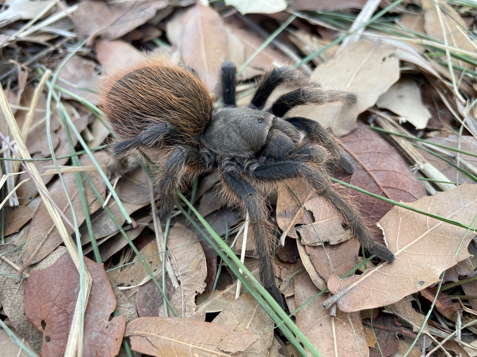 A tarantula on top of old leaves and grass.