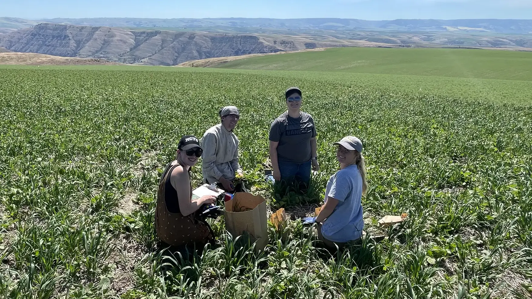 Researchers sit in a circle within a field of cover crops. 
