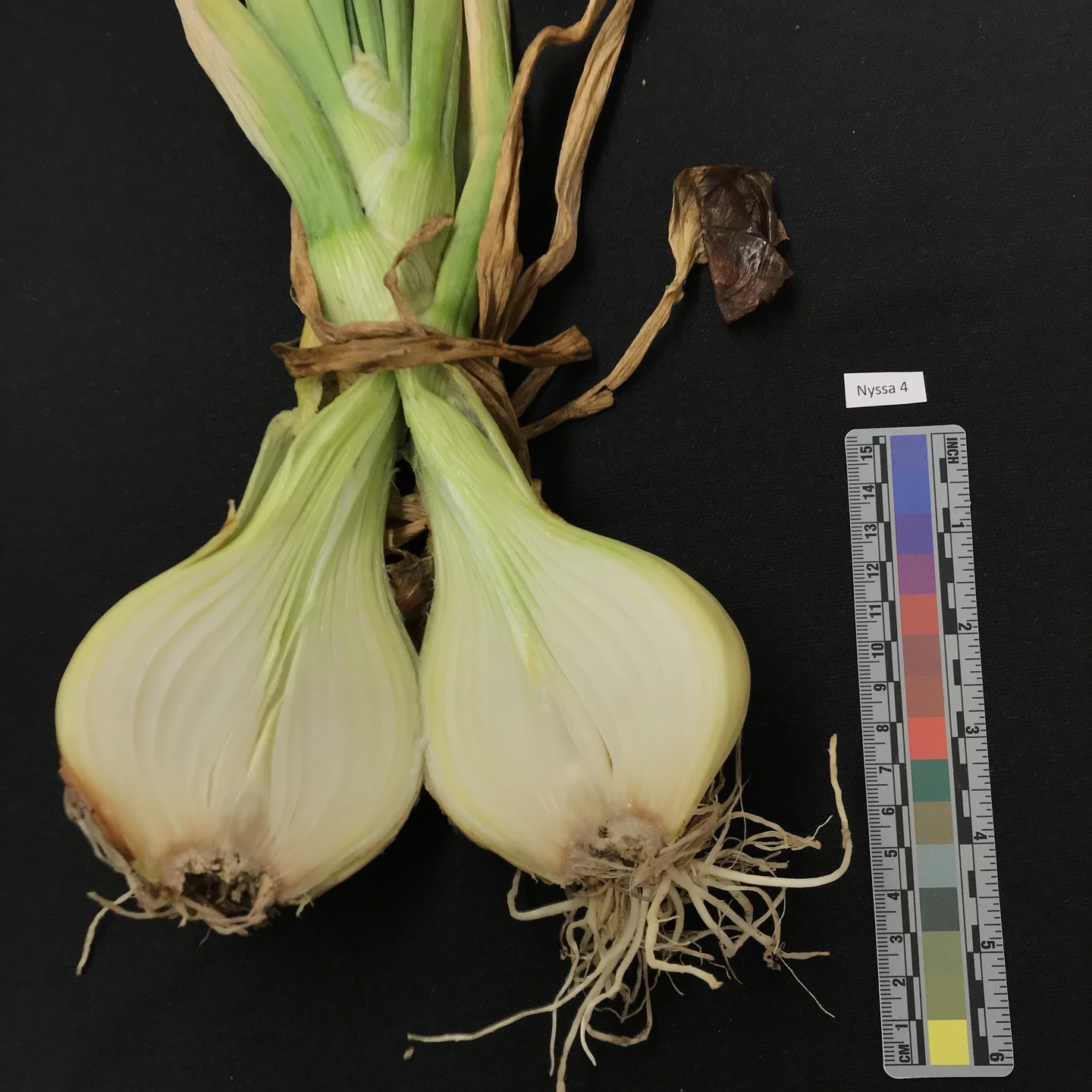 A variety of onion diseases photos