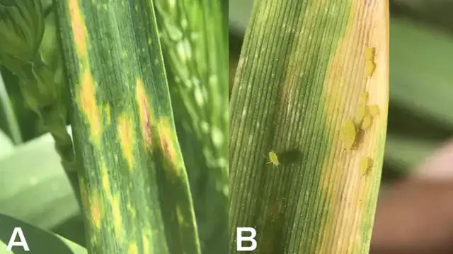 Damage on wheat caused by cereal grass aphids.