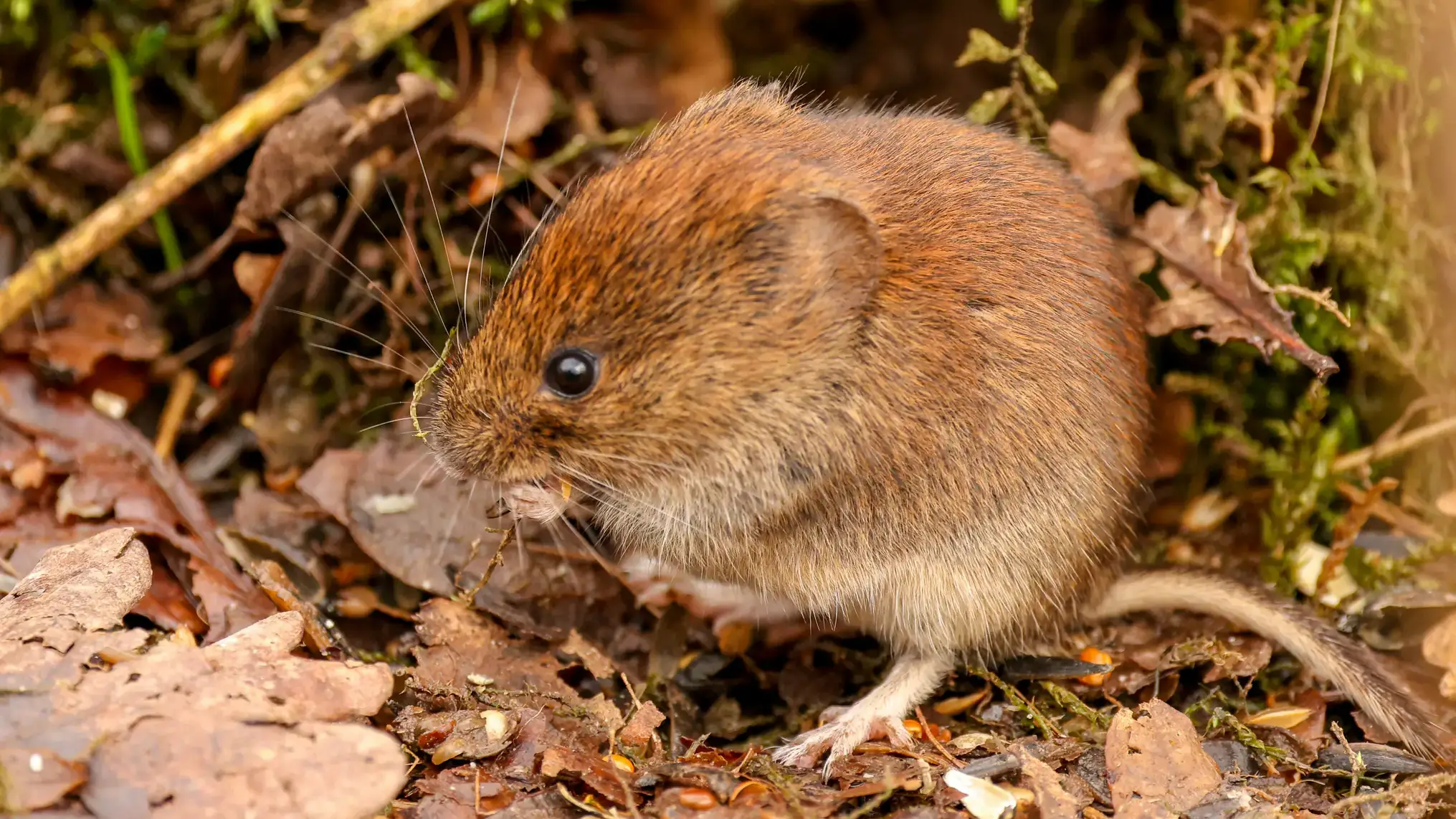 Grayish-brown vole with bicolored tail.