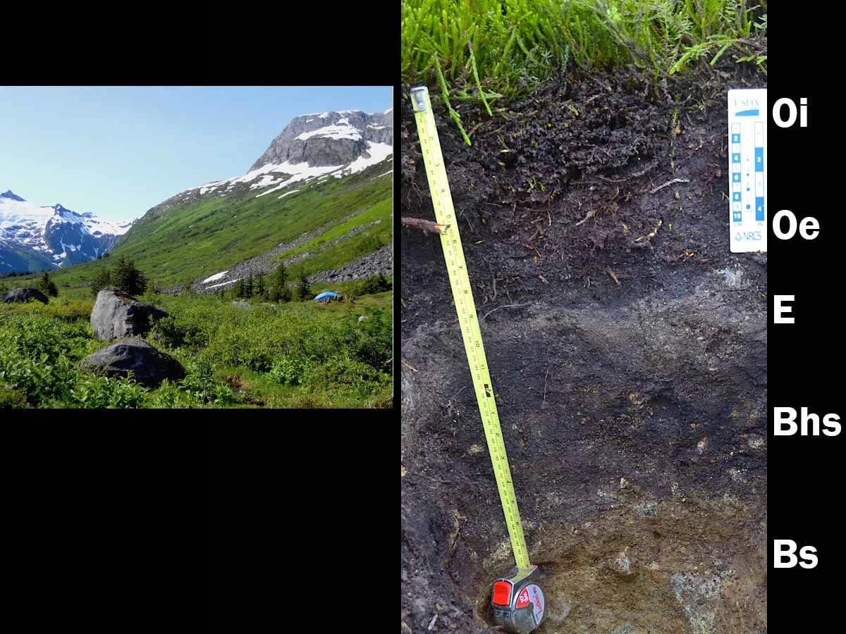 Humigelod in Alaska showing the layers of spodosols
