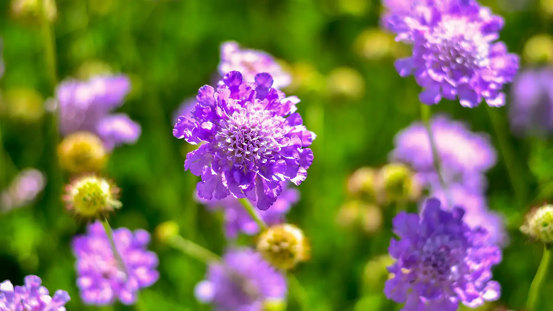 Herbaceous plants that are typically annuals