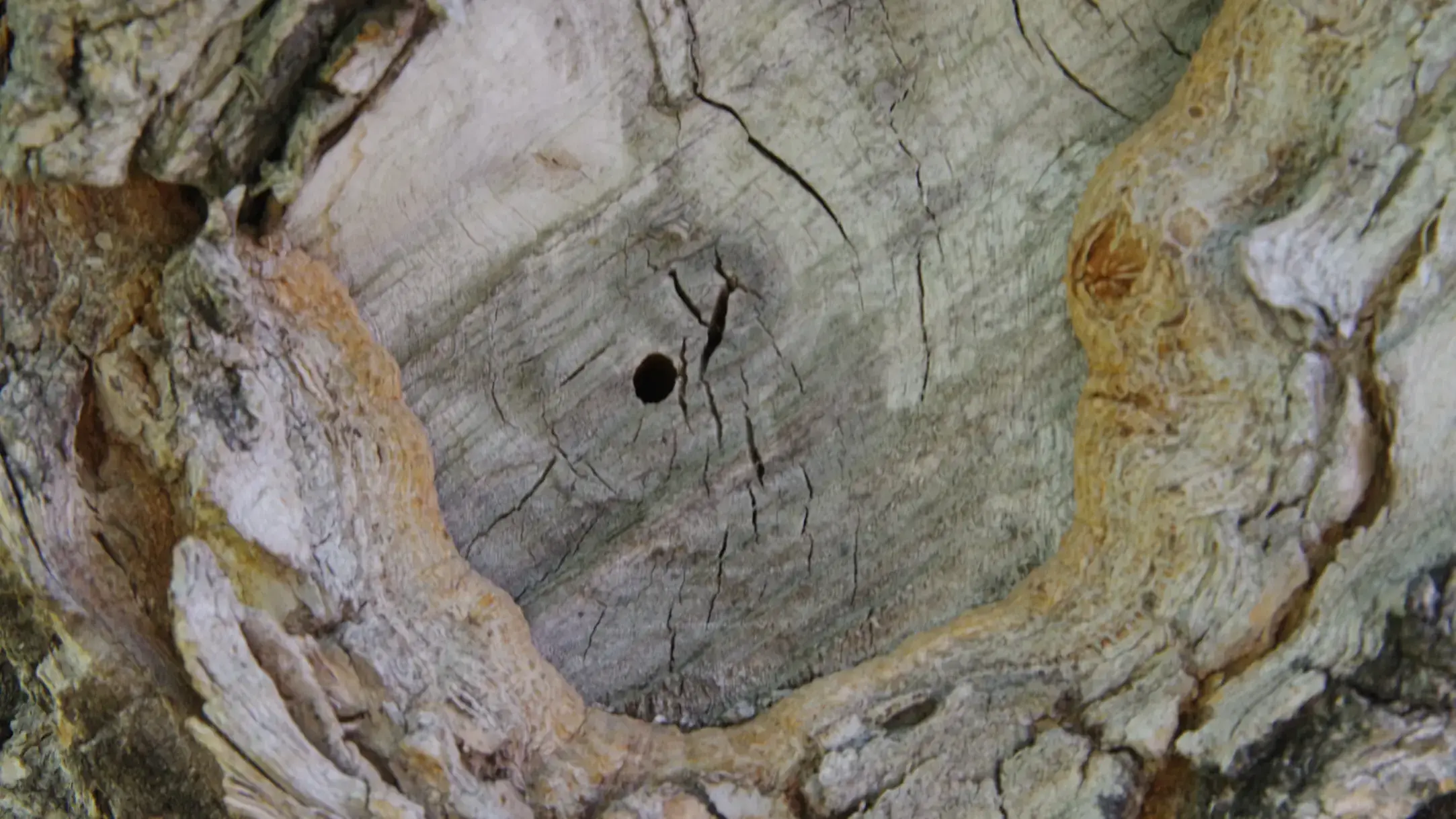 Lilac-Ash Borer exit hole