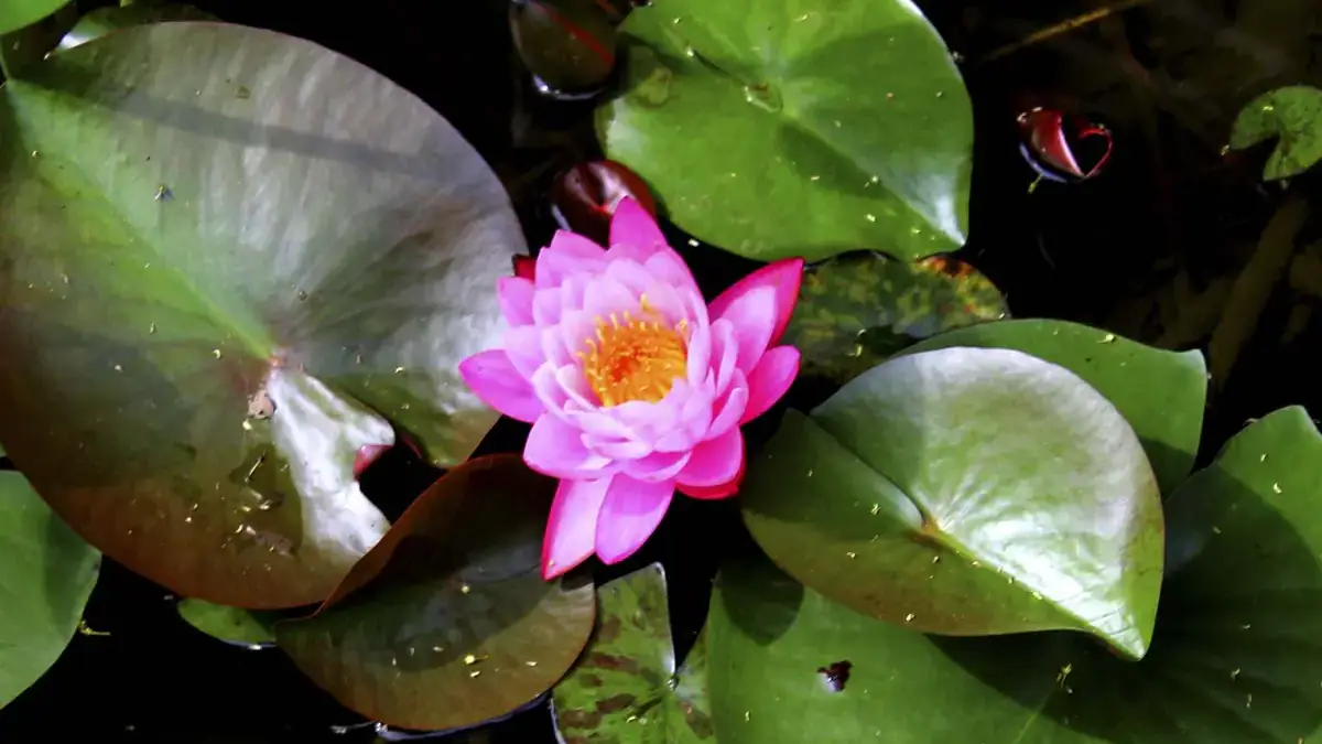 A variety of perennials from African daisies to yarrow