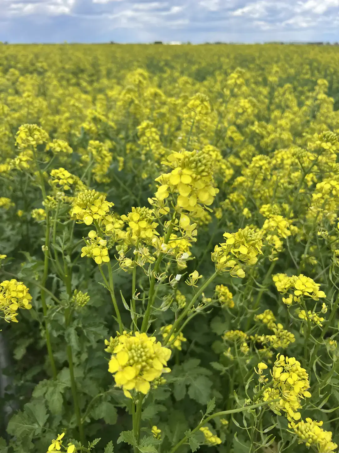 A field of mustard with yellow blossoms.