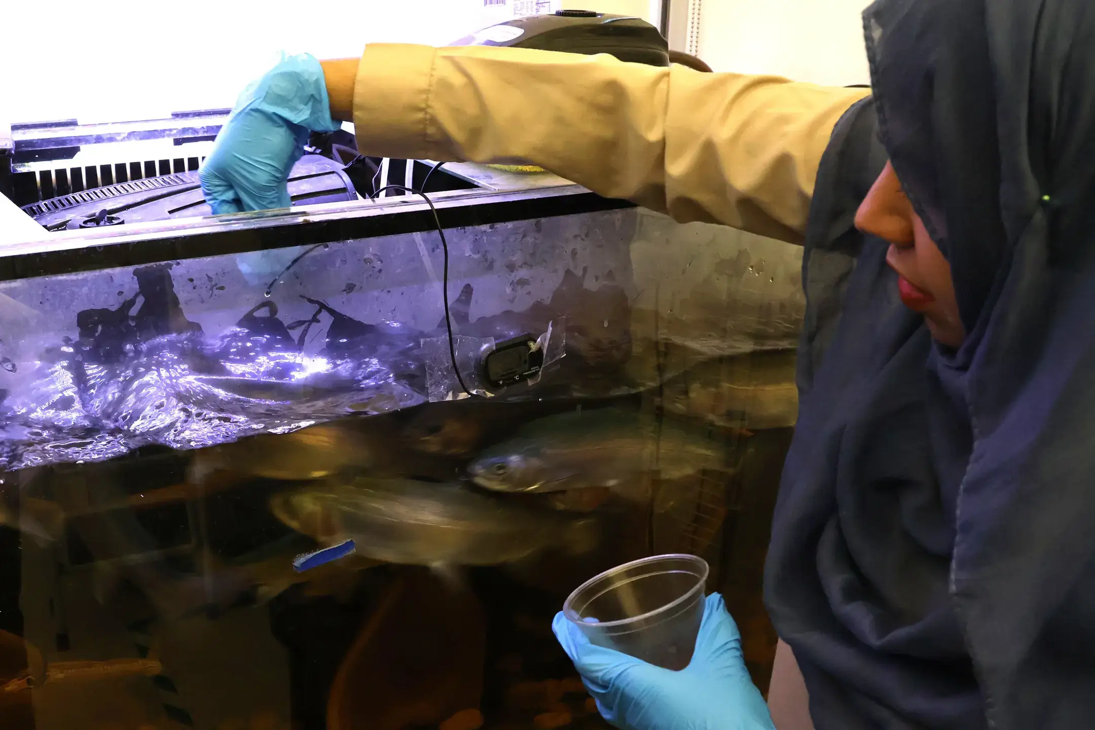 A person in gloves examines an aquarium setup with fish while holding a cup, possibly for a scientific or agricultural purpose.