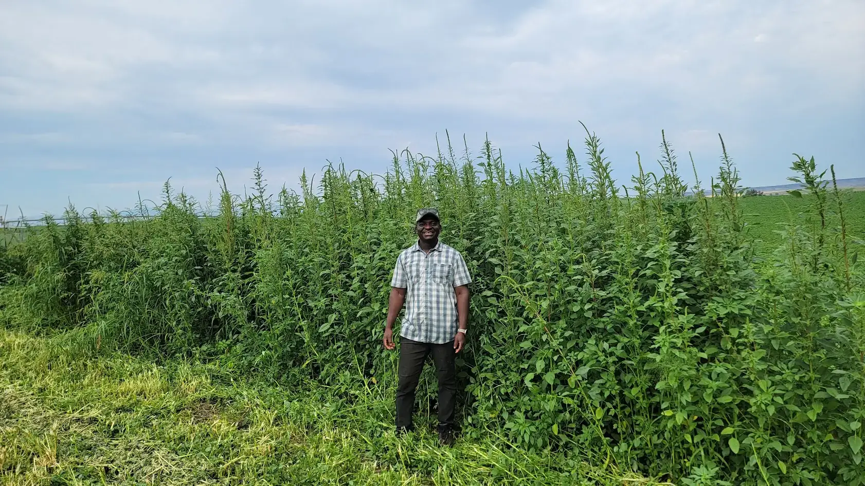 Albert Adjesiwor next to an infestation of Palmer amaranth, weeds that tower over him.